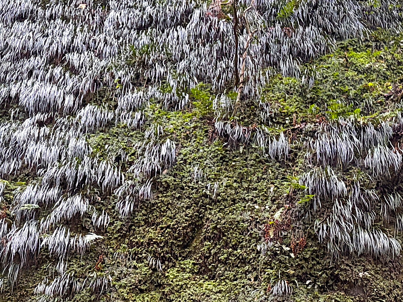 苔むした高い岩壁に群生するシシラン。2025年10月25日 水窪 苔むした高い岩壁に群生するシシラン。2025年10月25日 水窪