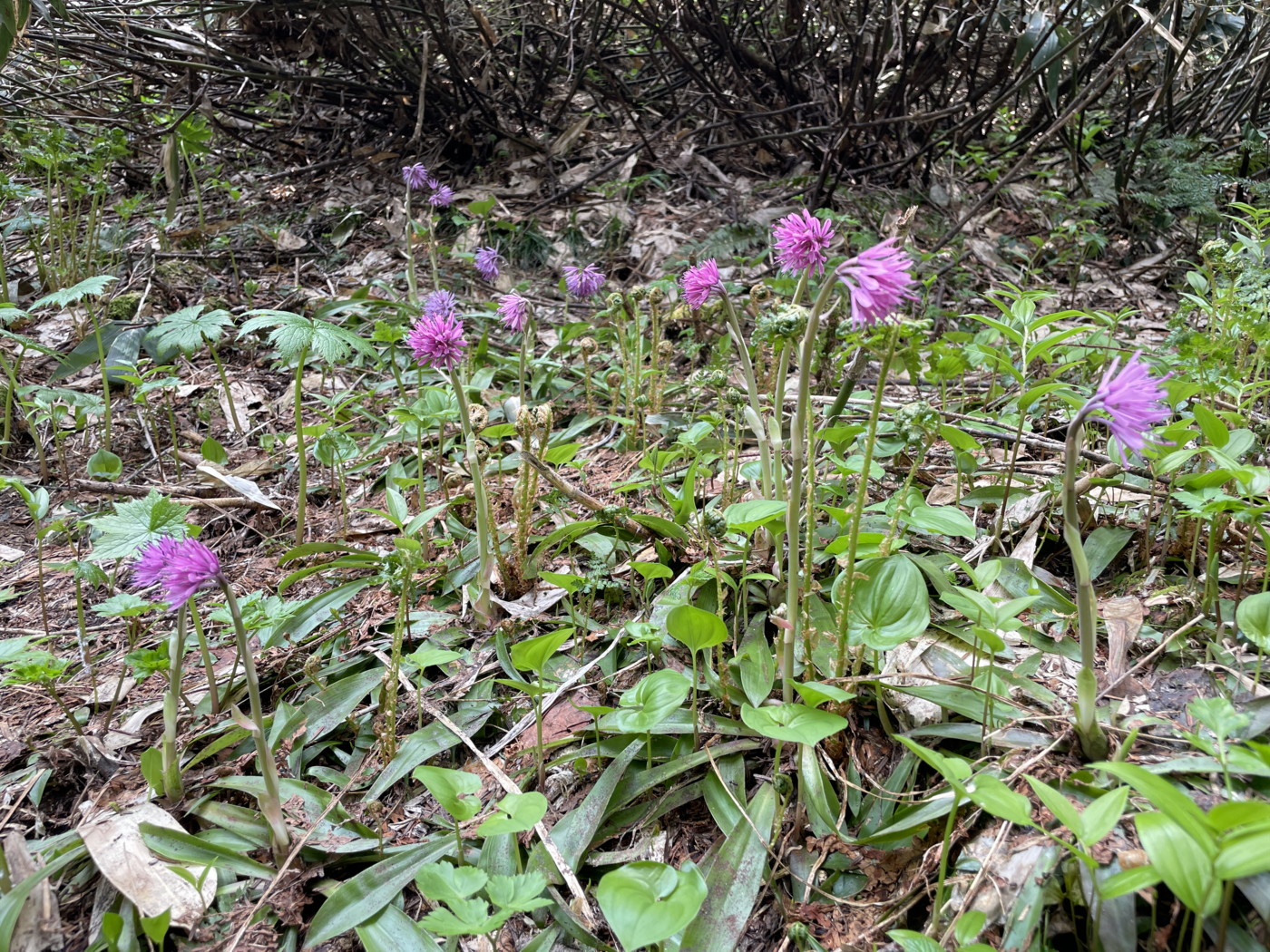 ショウジョウバカマ。2025年7月3日 八幡平 ショウジョウバカマ。2025年7月3日 八幡平
