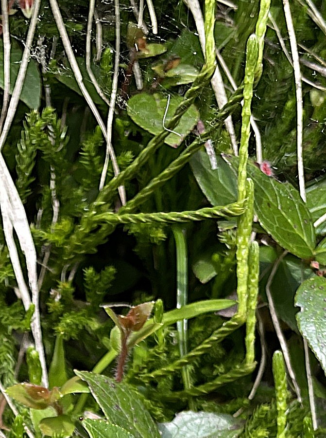 タカネヒカゲノカズラ、胞子のう穂をつける柄の下部はねじれるように見える。2025年7月3日 八幡平 タカネヒカゲノカズラ、胞子のう穂をつける柄の下部はねじれるように見える。2025年7月3日 八幡平