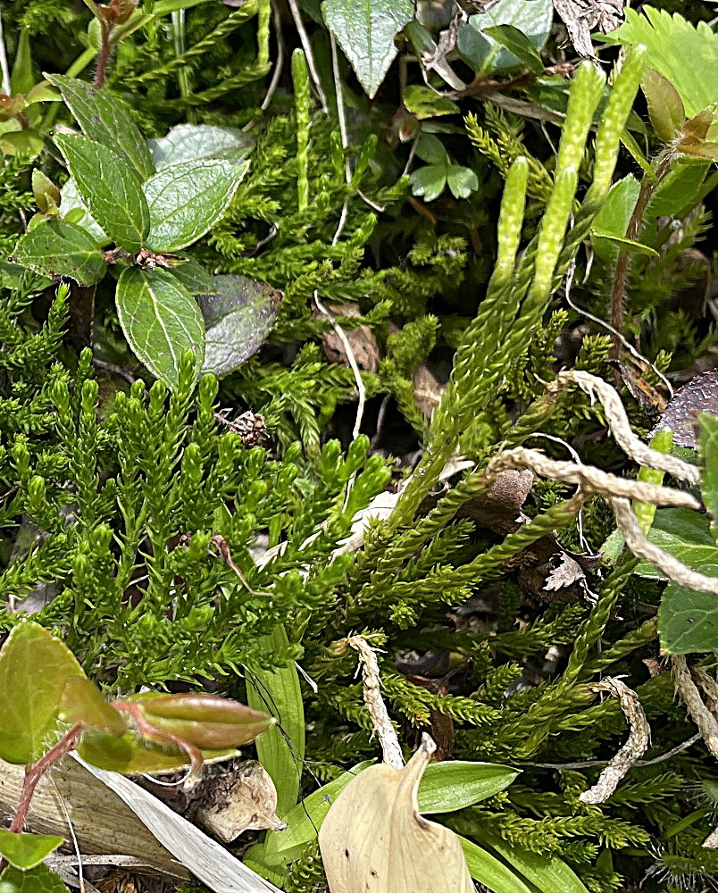 タカネヒカゲノカズラ、胞子のう穂をつける柄の下部はねじれるように見える。2025年7月3日 八幡平 タカネヒカゲノカズラ、胞子のう穂をつける柄の下部はねじれるように見える。2025年7月3日 八幡平