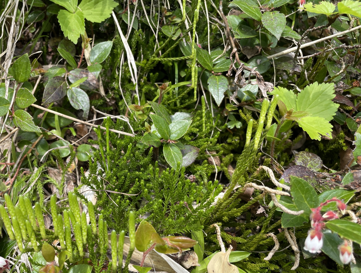 湿原内の林縁斜面に生育するタカネヒカゲノカズラ。2025年7月3日 八幡平 湿原内の林縁斜面に生育するタカネヒカゲノカズラ。2025年7月3日 八幡平