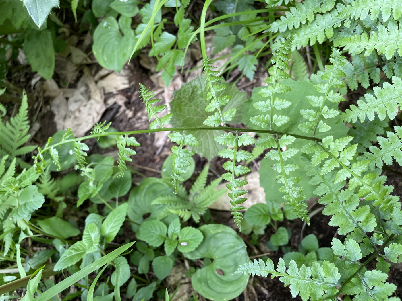 タカネサトメシダ、葉身。2025年7月3日 八幡平 タカネサトメシダ、葉身。2025年7月3日 八幡平