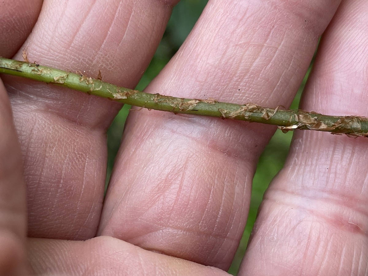タカネサトメシダ、葉柄基部には淡褐色・膜質の鱗片がつく。2025年7月3日 八幡平 タカネサトメシダ、葉柄基部には淡褐色・膜質の鱗片がつく。2025年7月3日 八幡平