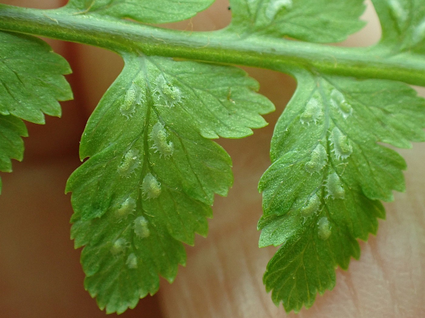 タカネサトメシダ、包膜。2025年7月3日 八幡平 タカネサトメシダ、包膜。2025年7月3日 八幡平