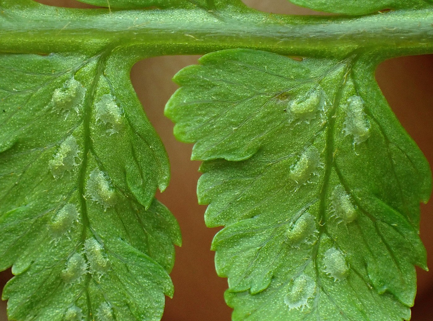 タカネサトメシダ、包膜。2025年7月3日 八幡平 タカネサトメシダ、包膜。2025年7月3日 八幡平