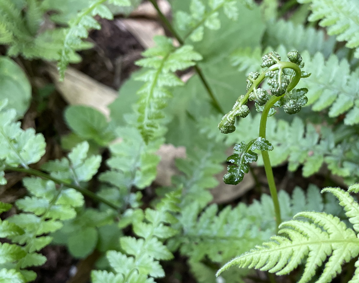 タカネサトメシダ、芽立ち。2025年7月3日 八幡平 タカネサトメシダ、芽立ち。2025年7月3日 八幡平