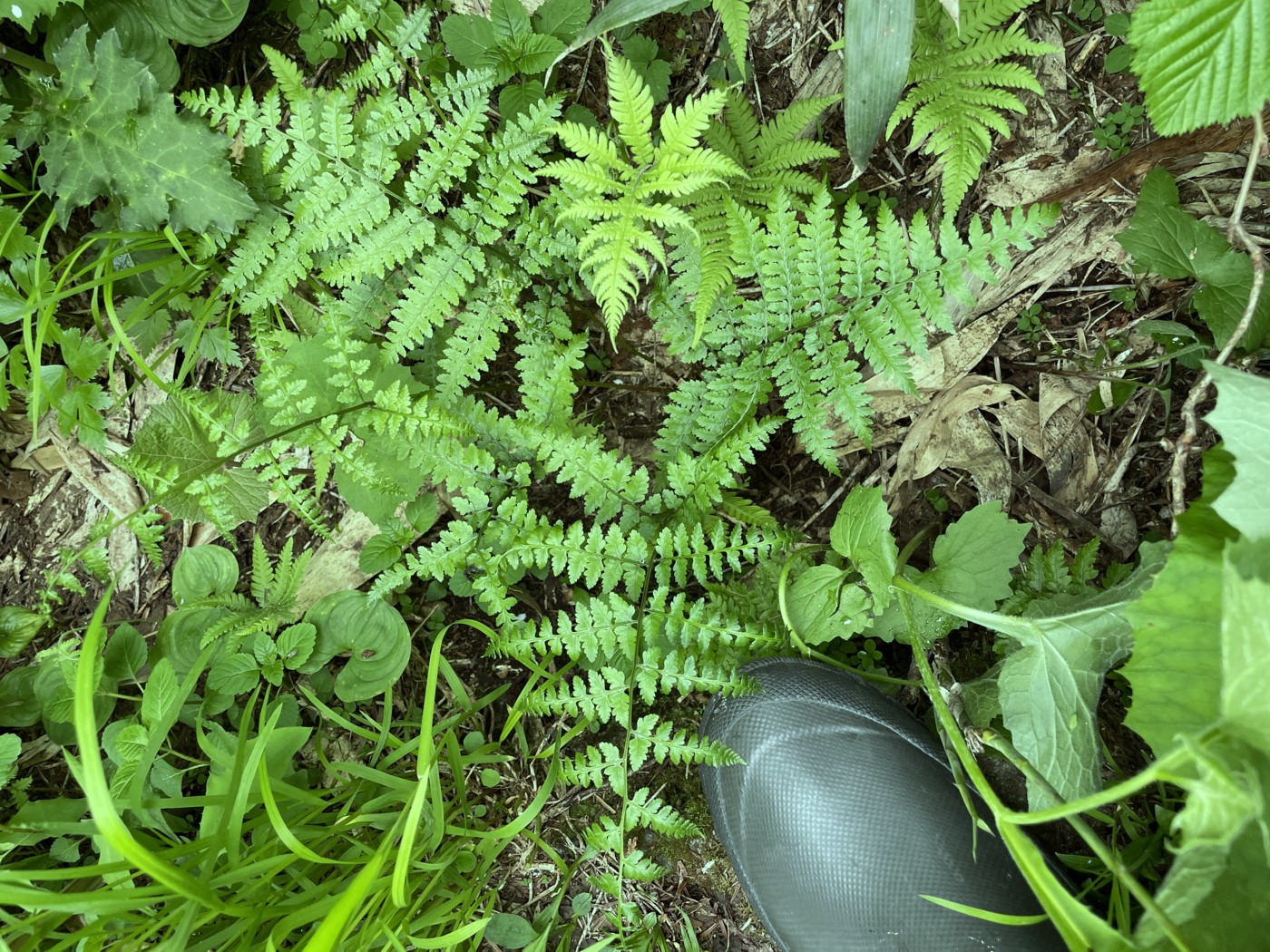 樹林下に生育するタカネサトメシダ。2025年7月3日 八幡平 樹林下に生育するタカネサトメシダ。2025年7月3日 八幡平