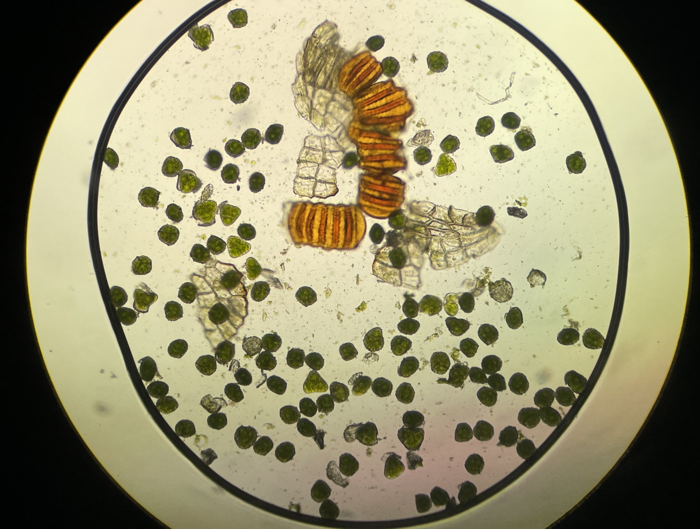 ホソバコケシノブ、胞子数は125個程度観察。大きさ・形は整い有性生殖種と推測される。2023年9月9日 西沢渓谷 ホソバコケシノブ、胞子数は125個程度観察。大きさ・形は整い有性生殖種と推測される。2023年9月9日 西沢渓谷