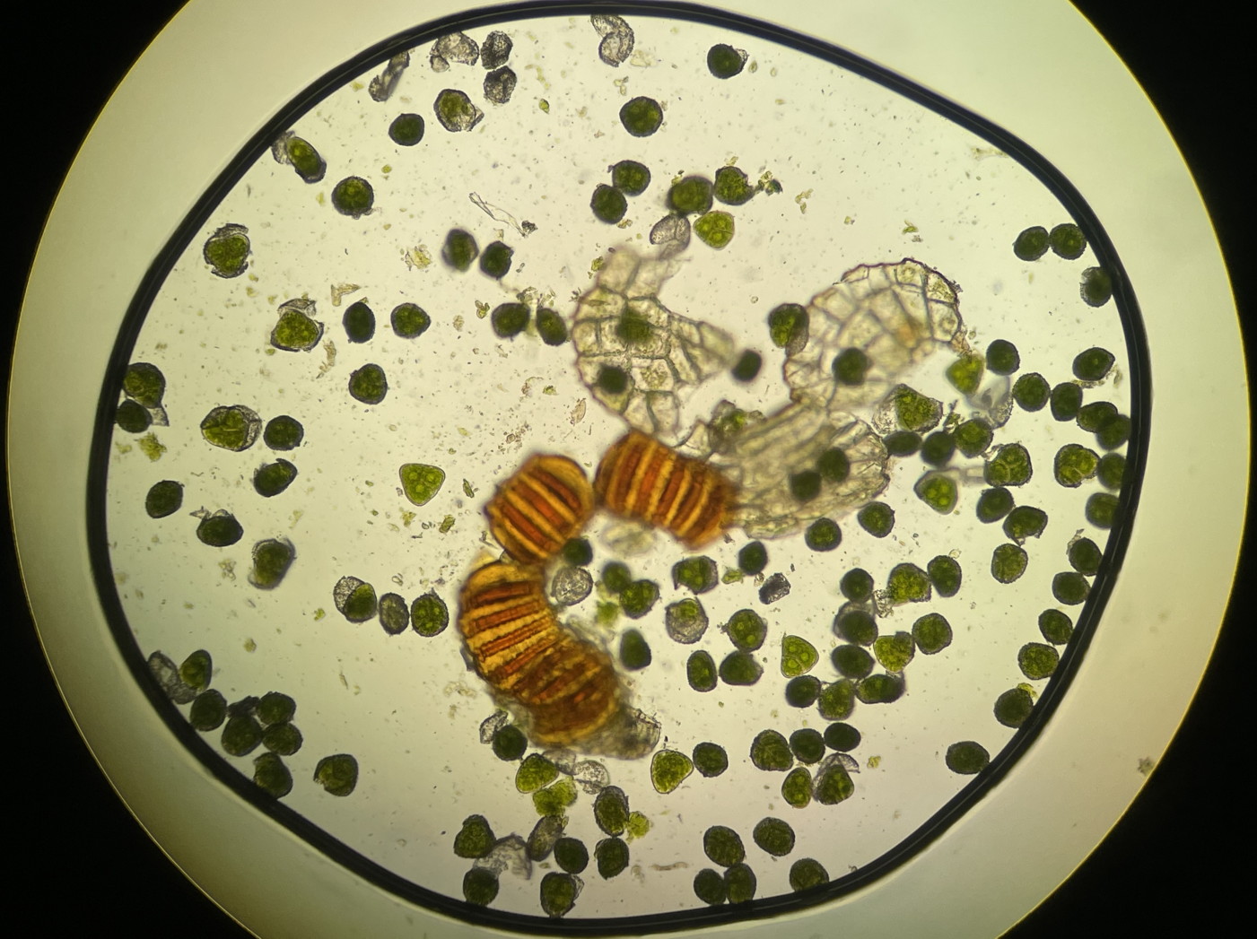 ホソバコケシノブ、胞子数は125個程度観察。大きさ・形は整い有性生殖種と推測される。2023年9月9日 西沢渓谷 ホソバコケシノブ、胞子数は125個程度観察。大きさ・形は整い有性生殖種と推測される。2023年9月9日 西沢渓谷