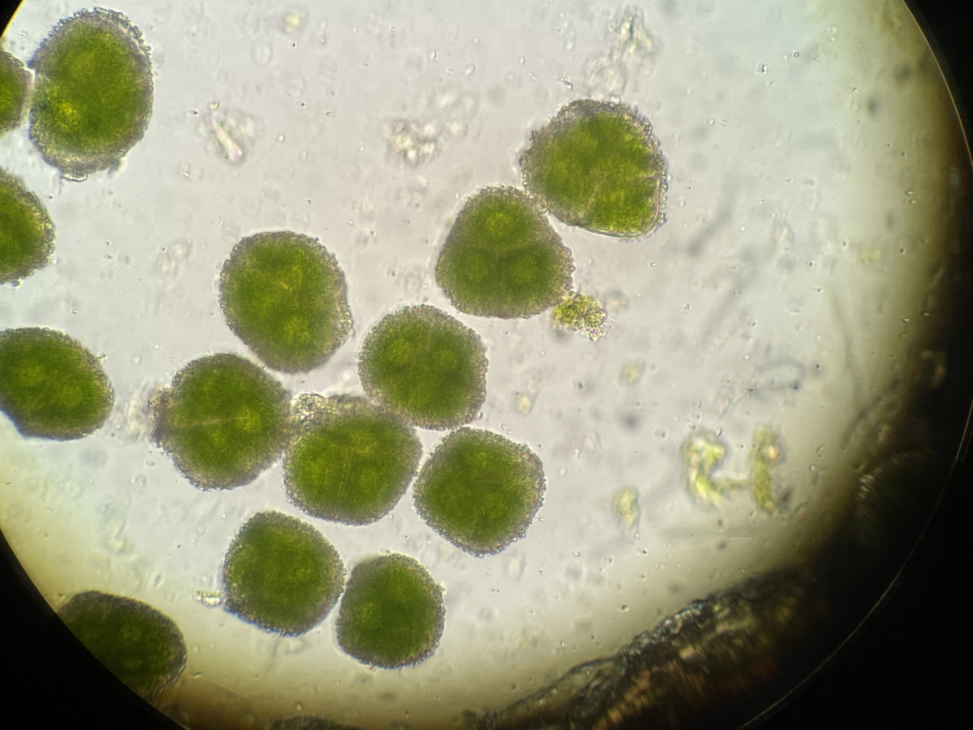 ホソバコケシノブ、胞子側面。2023年9月9日 西沢渓谷 ホソバコケシノブ、胞子側面。2023年9月9日 西沢渓谷