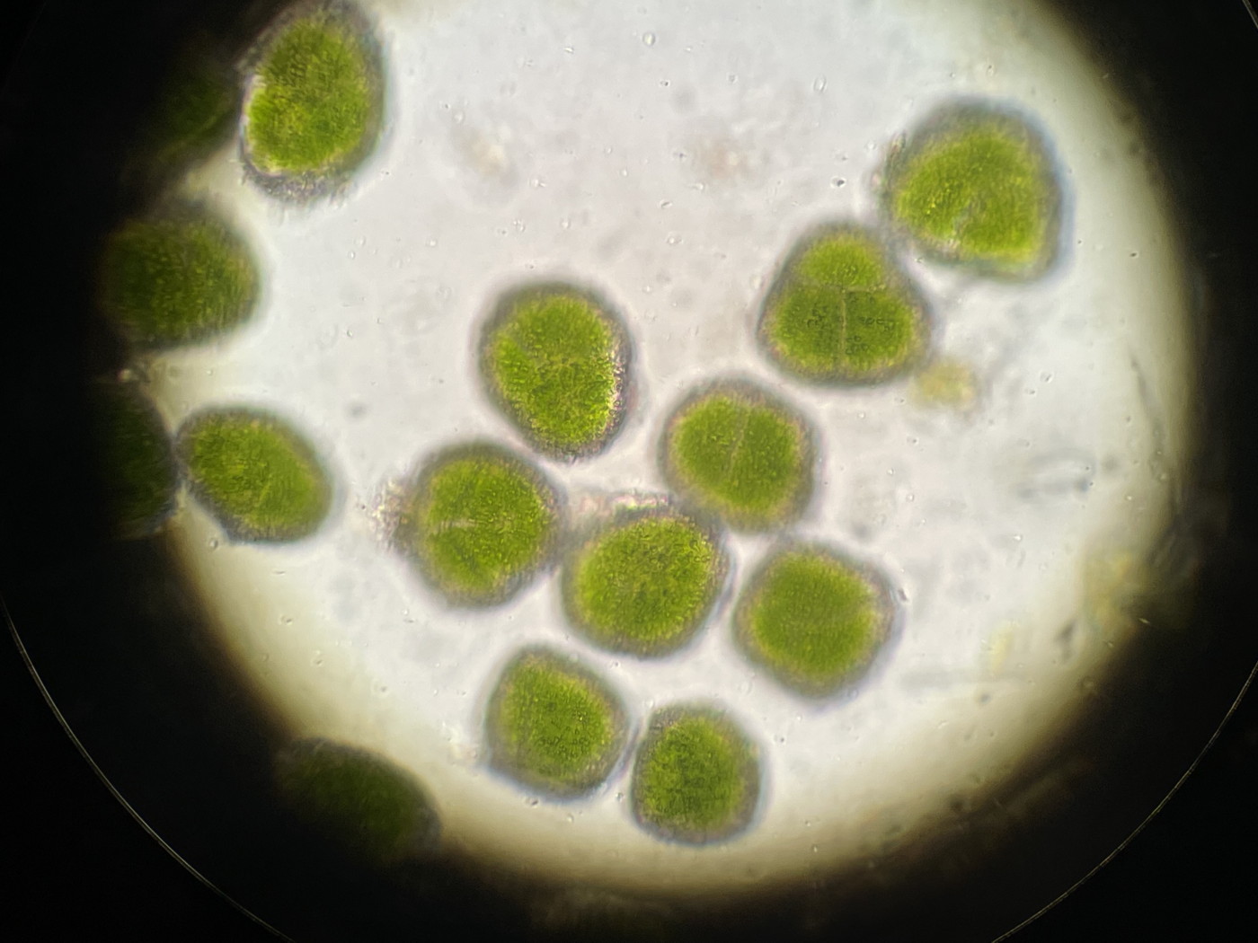 ホソバコケシノブ、胞子上面。2023年9月9日 西沢渓谷 ホソバコケシノブ、胞子上面。2023年9月9日 西沢渓谷