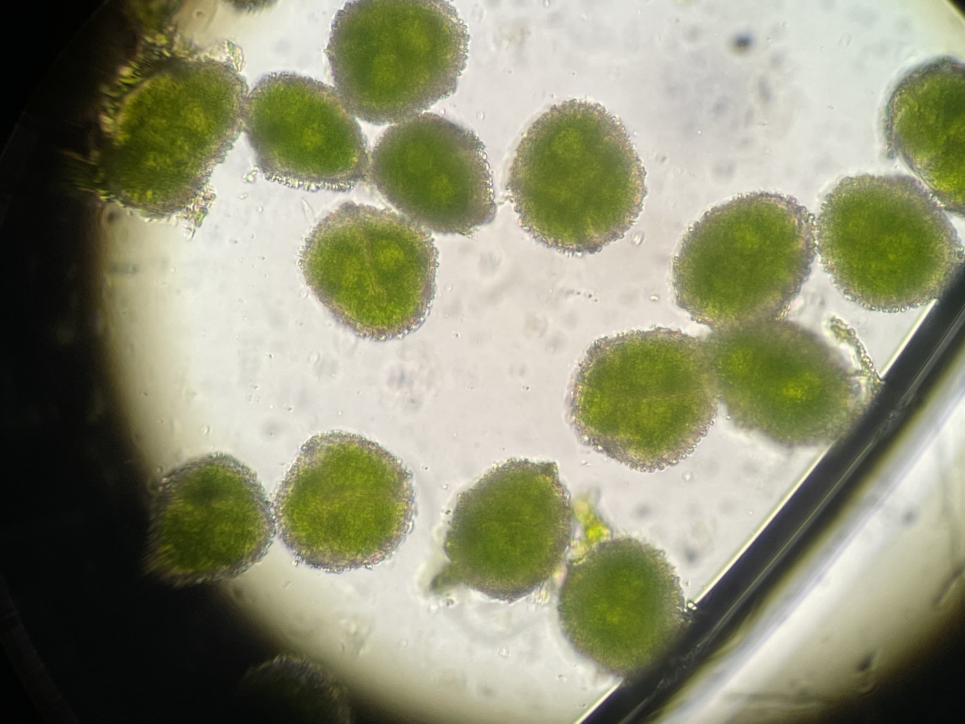 ホソバコケシノブ、胞子側面。2023年9月9日 西沢渓谷 ホソバコケシノブ、胞子側面。2023年9月9日 西沢渓谷