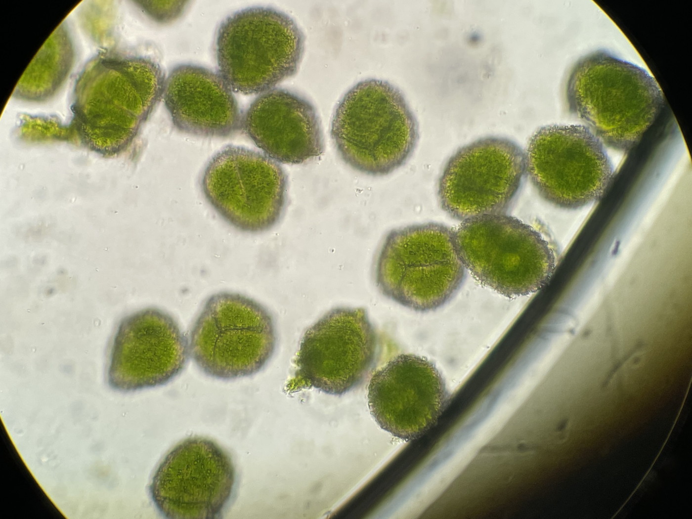 ホソバコケシノブ、胞子上面。2023年9月9日 西沢渓谷 ホソバコケシノブ、胞子上面。2023年9月9日 西沢渓谷