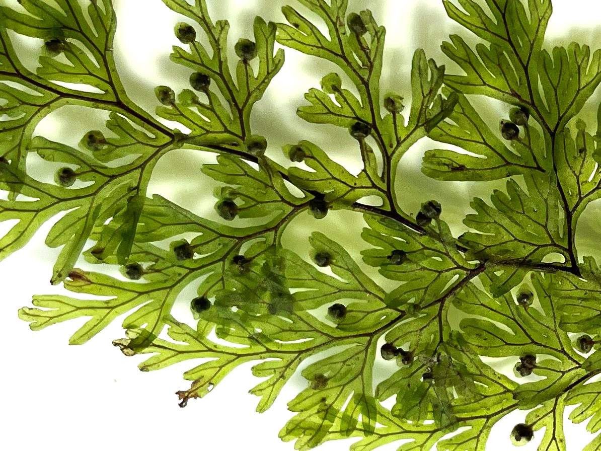 ホソバコケシノブ、胞子のう群は羽片下部~中部の短い裂片の先につく。2023年9月9日 西沢渓谷 ホソバコケシノブ、胞子のう群は羽片下部~中部の短い裂片の先につく。2023年9月9日 西沢渓谷