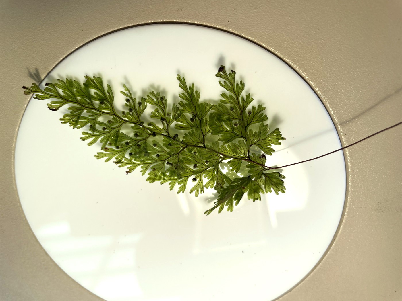 胞子を観察したホソバコケシノブ。2023年9月9日 西沢渓谷 胞子を観察したホソバコケシノブ。2023年9月9日 西沢渓谷