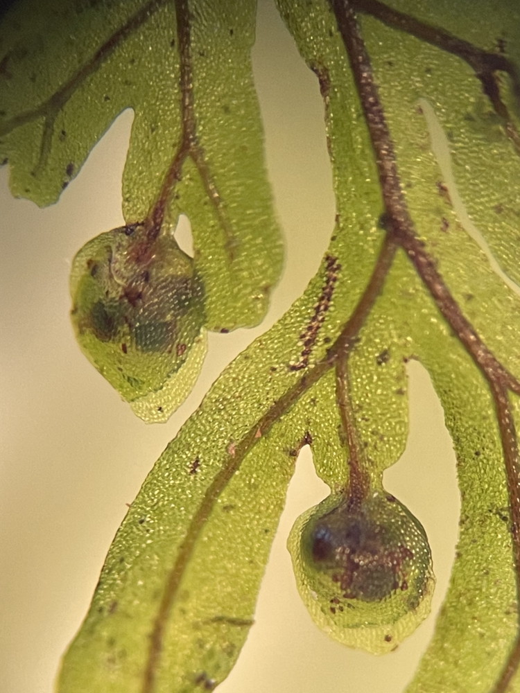 ホソバコケシノブ、包膜は蕾形で辺縁は全縁~緩やかな波状縁。2023年9月9日 西沢渓谷 ホソバコケシノブ、包膜は蕾形で辺縁は全縁~緩やかな波状縁。2023年9月9日 西沢渓谷