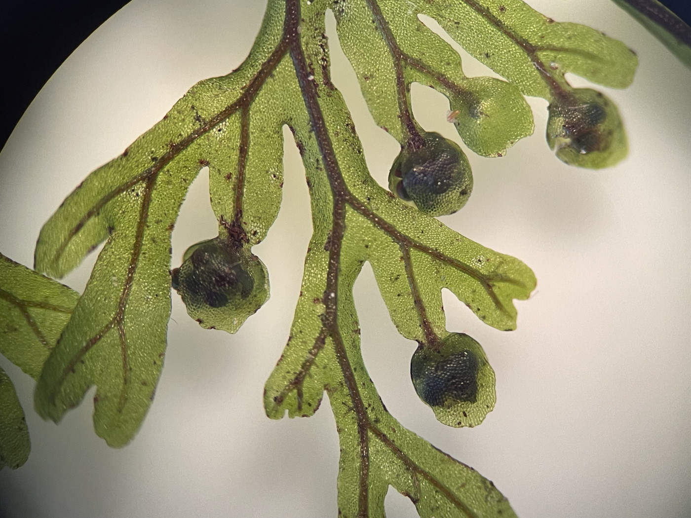 ホソバコケシノブ、包膜は蕾形で辺縁は全縁~緩やかな波状縁。2023年9月9日 西沢渓谷 ホソバコケシノブ、包膜は蕾形で辺縁は全縁~緩やかな波状縁。2023年9月9日 西沢渓谷