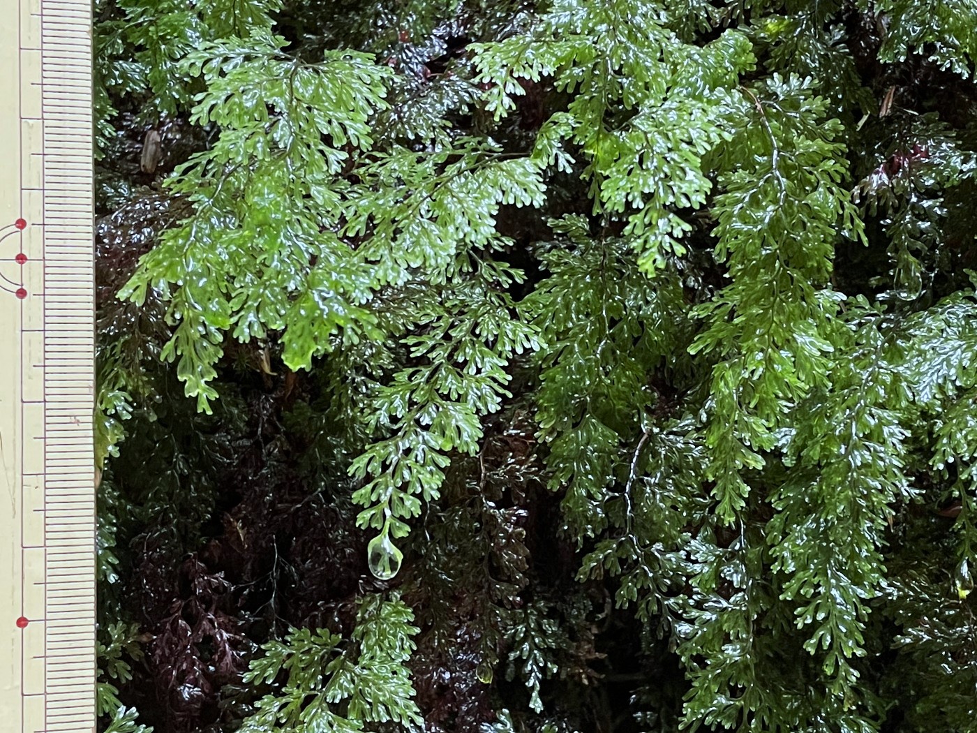 日陰の切り立ったウエットな岩壁に群生するホソバコケシノブ。2023年9月9日 西沢渓谷 日陰の切り立ったウエットな岩壁に群生するホソバコケシノブ。2023年9月9日 西沢渓谷
