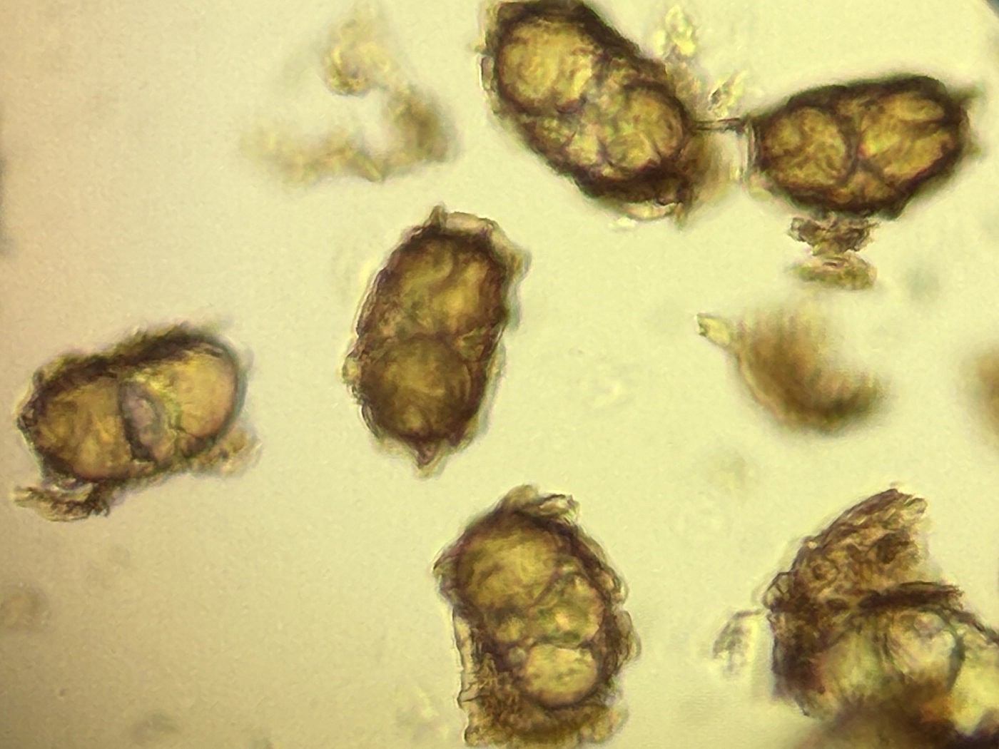 トキワシダ、胞子。2025年10月25日 水窪 トキワシダ、胞子。2025年10月25日 水窪