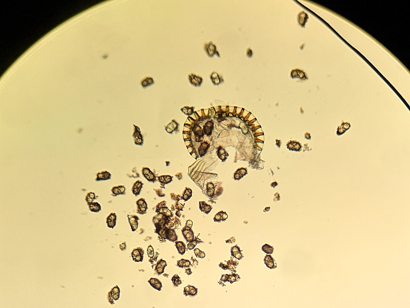 トキワシダ、胞子数は53個程度確認、胞子の大きさ・形は整う。2025年10月25日 水窪 トキワシダ、胞子数は53個程度確認、胞子の大きさ・形は整う。2025年10月25日 水窪
