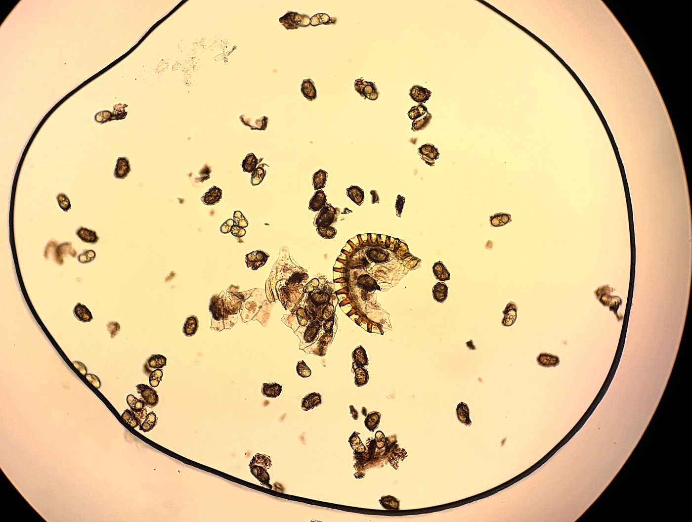 トキワシダ、胞子数は61個程度確認、胞子の大きさ・形は整う。2025年10月25日 水窪 トキワシダ、胞子数は61個程度確認、胞子の大きさ・形は整う。2025年10月25日 水窪