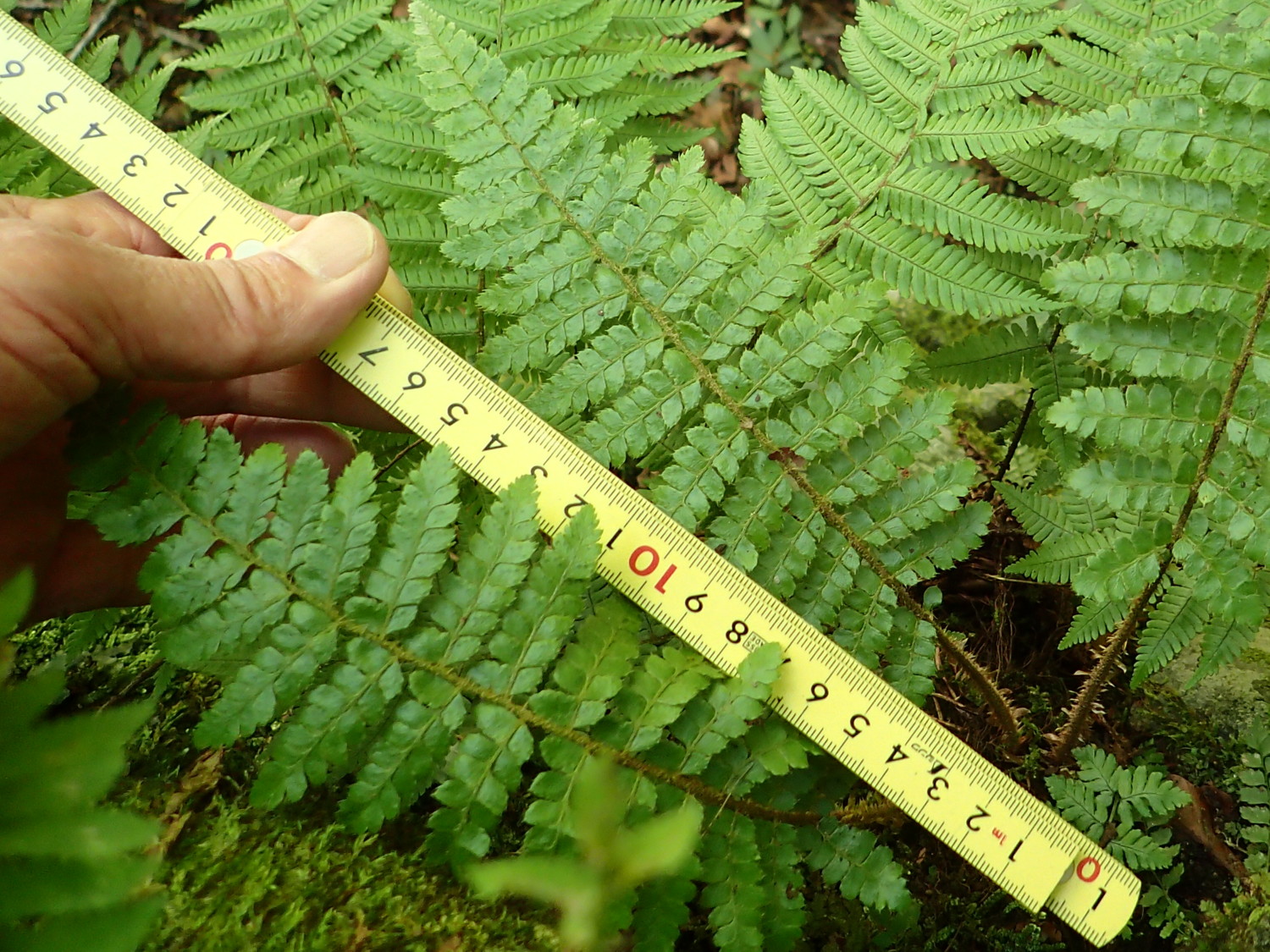 トヨグチイノデ、胞子をつけている葉の大きさは14~30㎝。2018年8月18日 山梨 西沢渓谷 トヨグチイノデ、胞子をつけている葉の大きさは14~30㎝。2018年8月18日 山梨 西沢渓谷