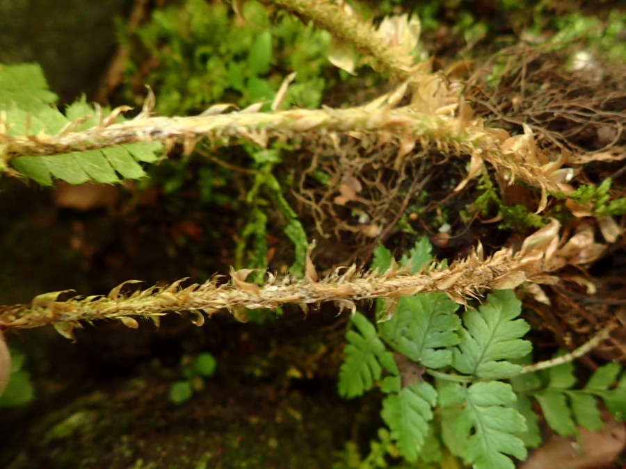 トヨグチイノデ、葉柄の鱗片はややねじれる。2018年8月18日 山梨 西沢渓谷 トヨグチイノデ、葉柄の鱗片はややねじれる。2018年8月18日 山梨 西沢渓谷