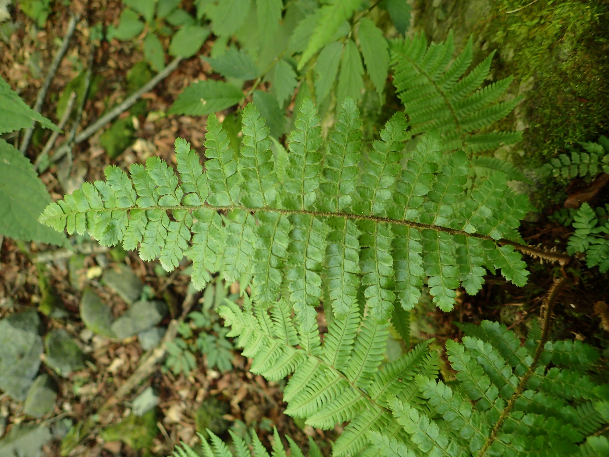 トヨグチイノデ、葉身。2018年8月18日 山梨 西沢渓谷 トヨグチイノデ、葉身。2018年8月18日 山梨 西沢渓谷