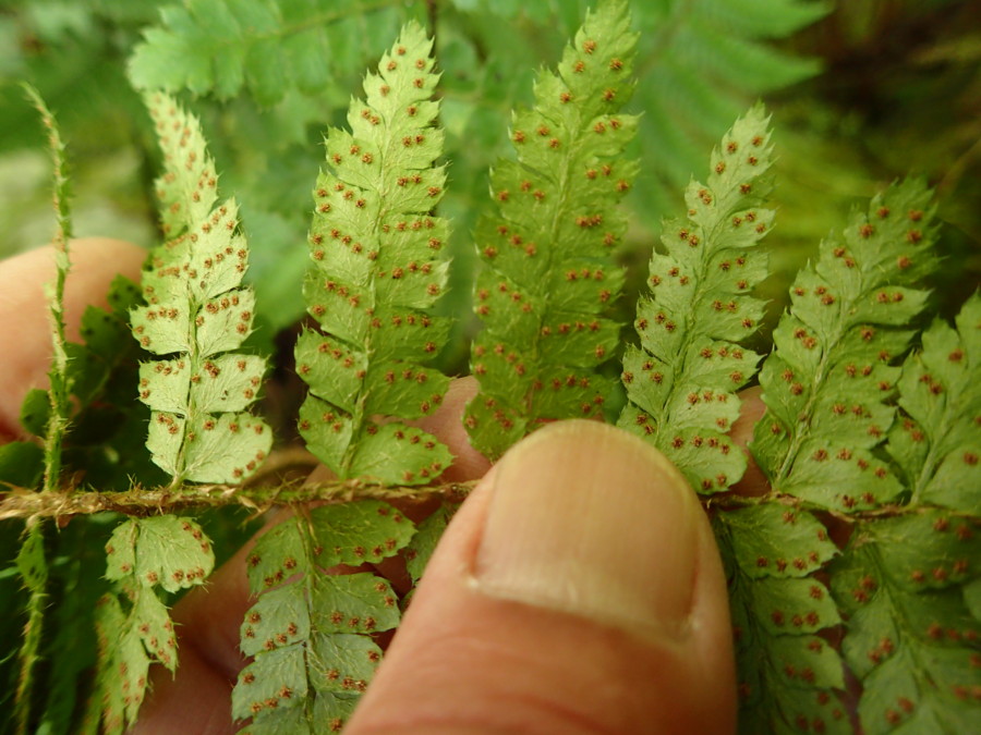 トヨグチイノデ、胞子嚢群は辺縁寄りにつく。2018年8月18日 山梨 西沢渓谷 トヨグチイノデ、胞子嚢群は辺縁寄りにつく。2018年8月18日 山梨 西沢渓谷