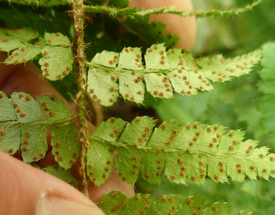 トヨグチイノデ、胞子嚢群は辺縁寄りにつく。2018年8月18日 山梨 西沢渓谷 トヨグチイノデ、胞子嚢群は辺縁寄りにつく。2018年8月18日 山梨 西沢渓谷