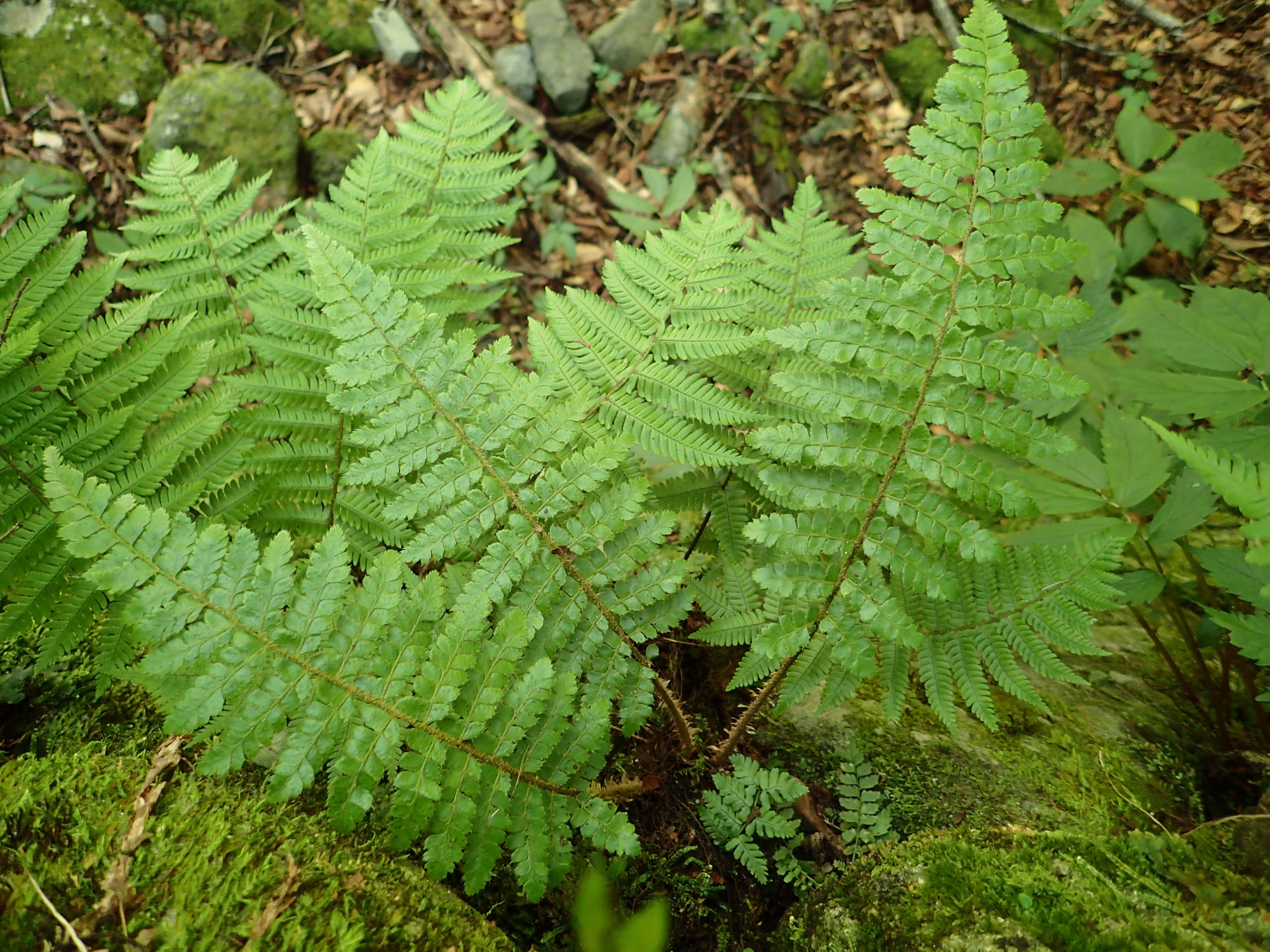 トヨグチイノデ。2018年8月18日 山梨 西沢渓谷 トヨグチイノデ。2018年8月18日 山梨 西沢渓谷