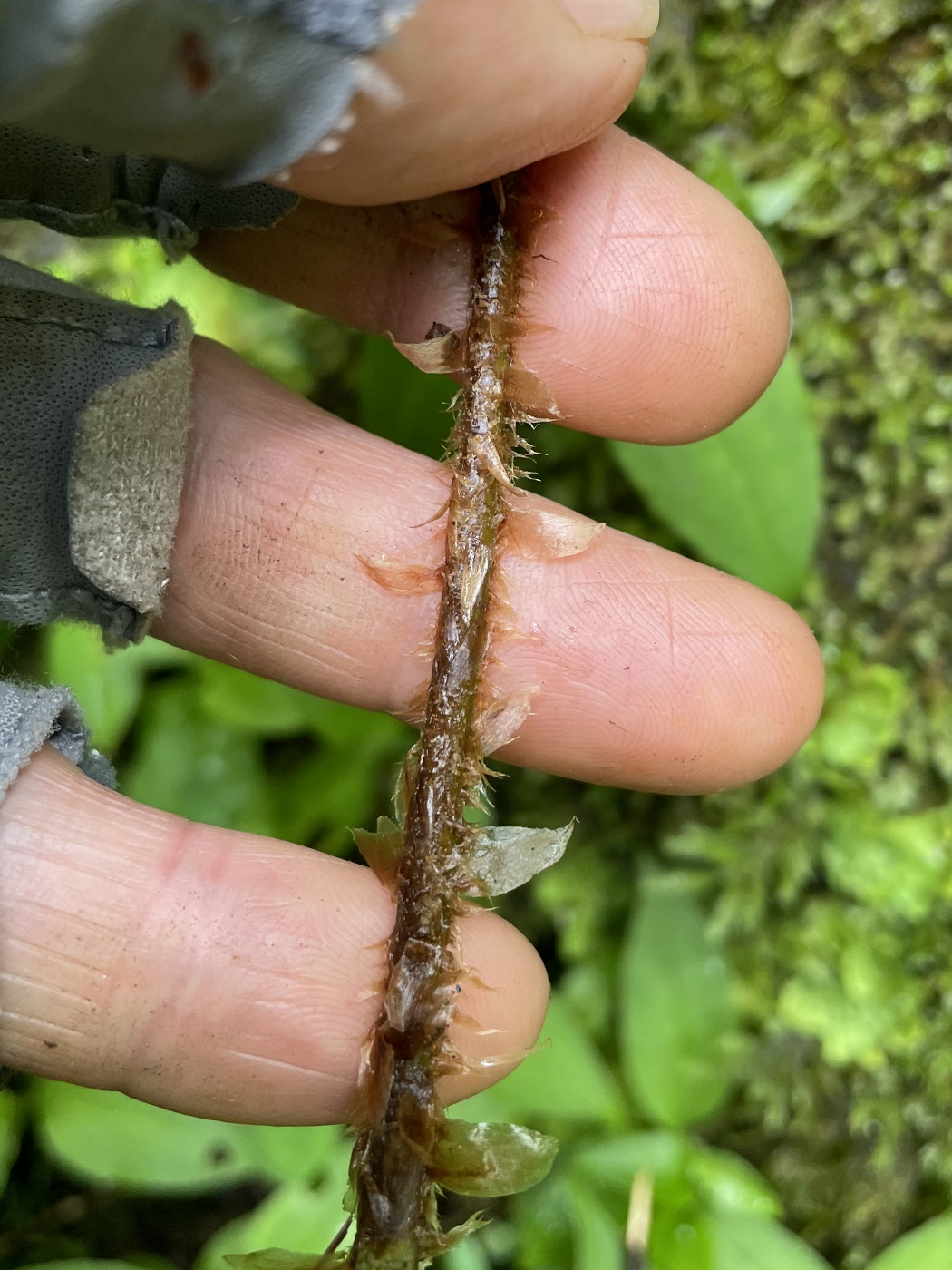 トヨグチイノデ、葉柄の鱗片。2022年7月22日 山梨 西沢渓谷 トヨグチイノデ、葉柄の鱗片。2022年7月22日 山梨 西沢渓谷