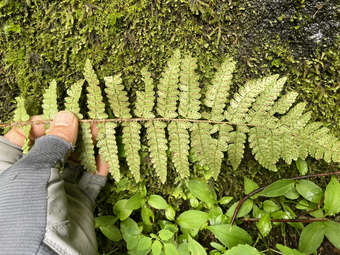 トヨグチイノデ、葉身裏側。2022年7月22日 山梨 西沢渓谷 トヨグチイノデ、葉身裏側。2022年7月22日 山梨 西沢渓谷