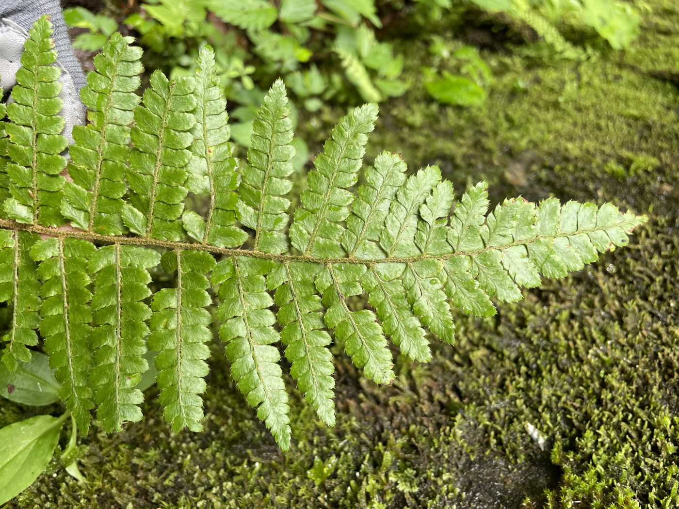 トヨグチイノデ、葉身上部。2022年7月22日 山梨 西沢渓谷 トヨグチイノデ、葉身上部。2022年7月22日 山梨 西沢渓谷