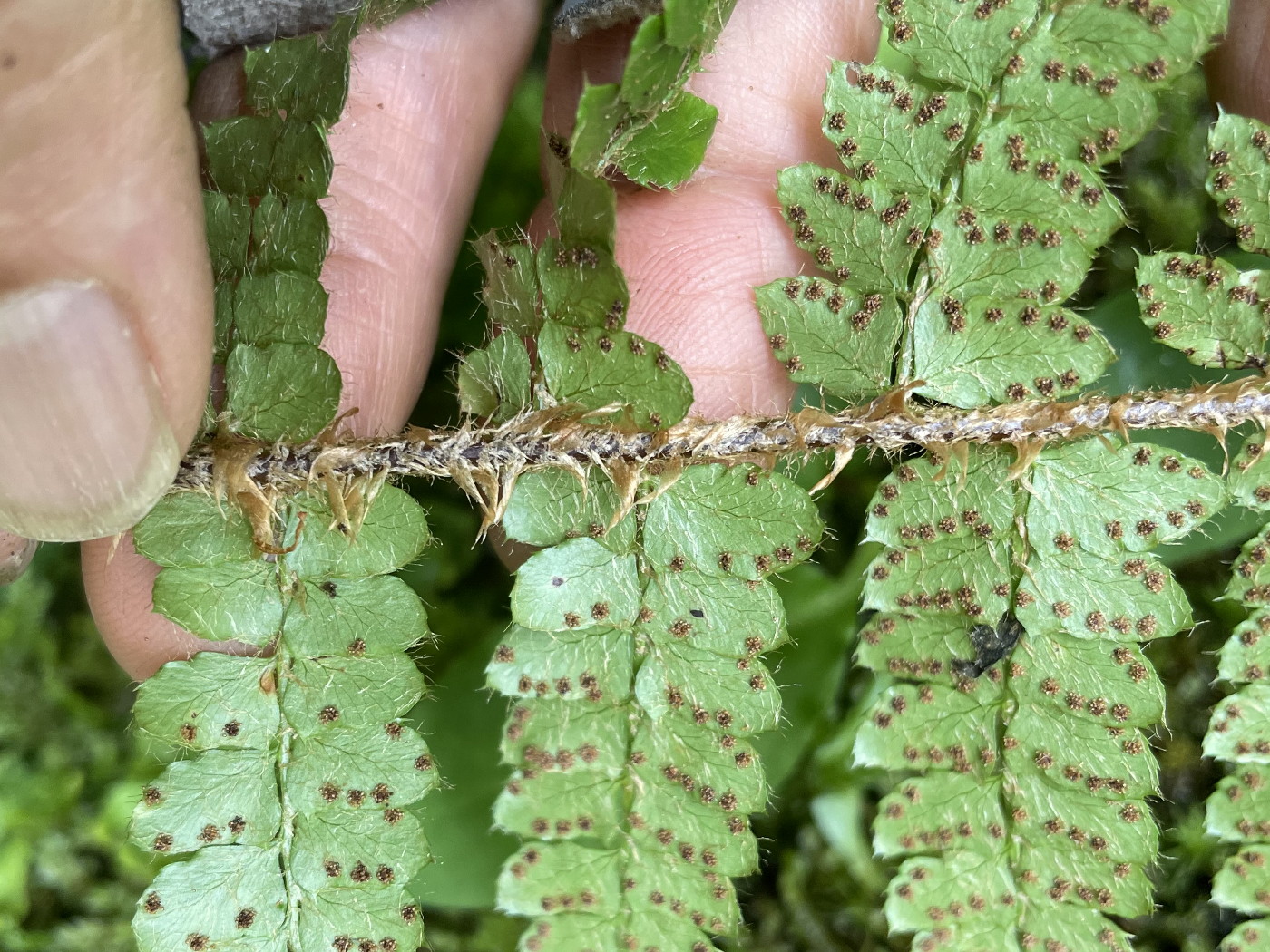 トヨグチイノデ、胞子のう群。2022年7月22日 山梨 西沢渓谷 トヨグチイノデ、胞子のう群。2022年7月22日 山梨 西沢渓谷