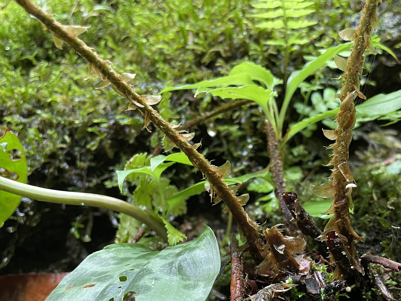 トヨグチイノデ、葉柄の鱗片。2022年7月22日 山梨 西沢渓谷 トヨグチイノデ、葉柄の鱗片。2022年7月22日 山梨 西沢渓谷