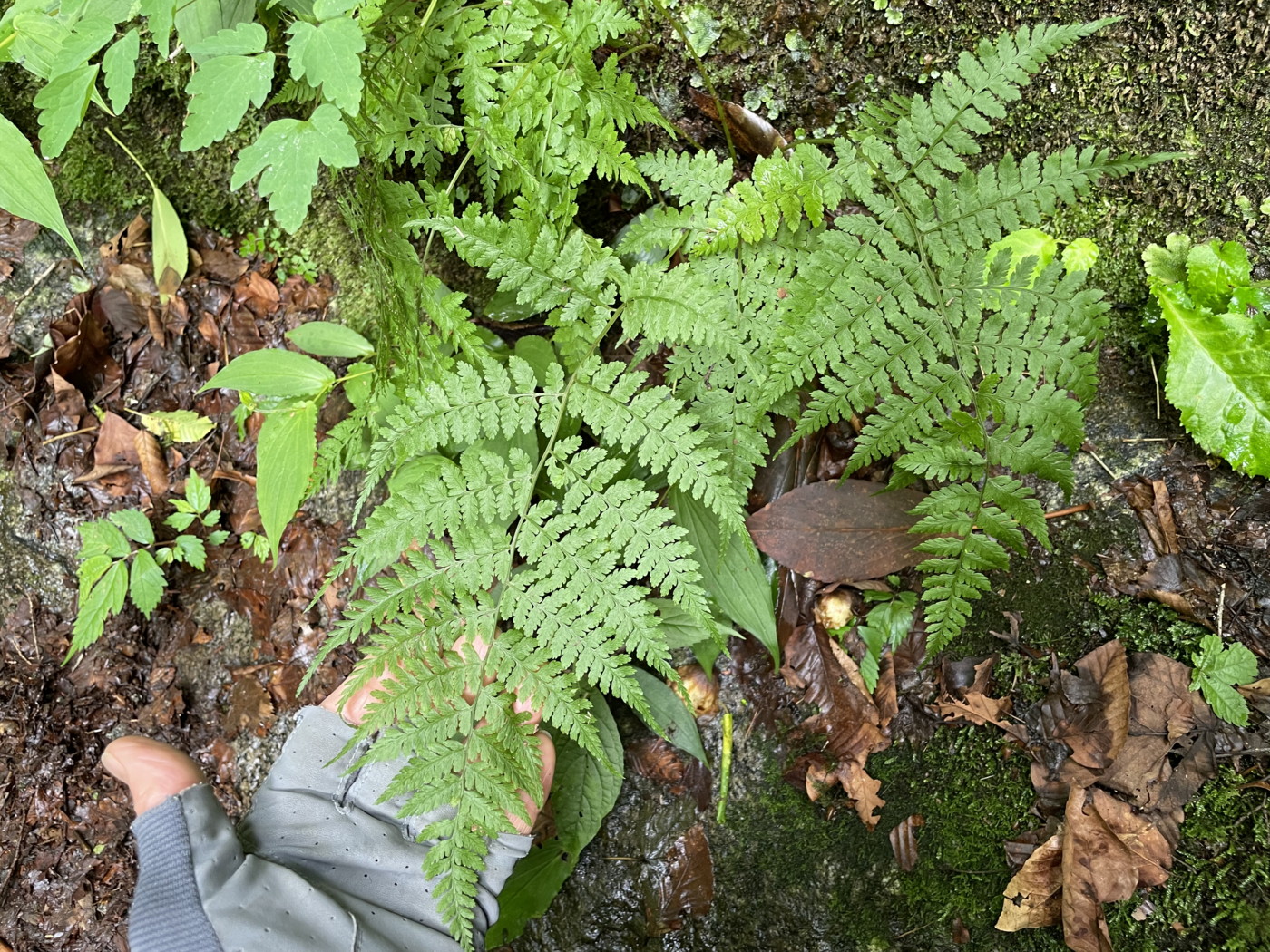 渓谷沿いウエットな林床に生育するタカネサトメシダ<del>コシノサトメシダ</del>。2022年7月22日 西沢渓谷 渓谷沿いウエットな林床に生育するタカネサトメシダ<del>コシノサトメシダ</del>。2022年7月22日 西沢渓谷