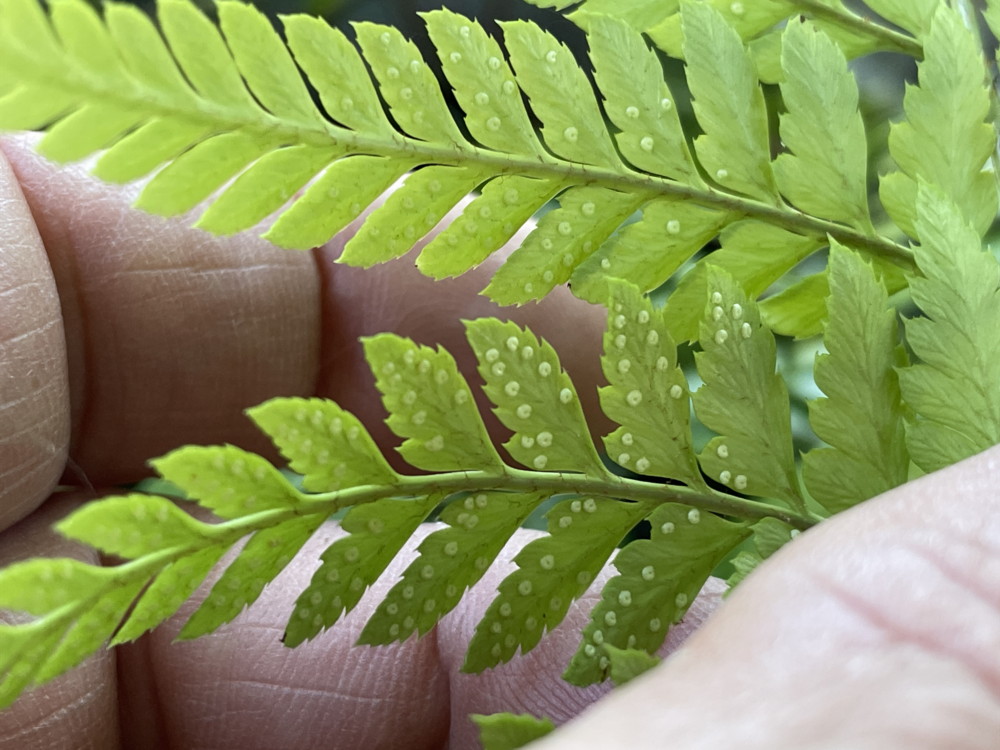 ツクシカナワラビ、胞子のう群は中間につく。2025年9月11日 西伊豆町栽培株 ツクシカナワラビ、胞子のう群は中間につく。2025年9月11日 西伊豆町栽培株