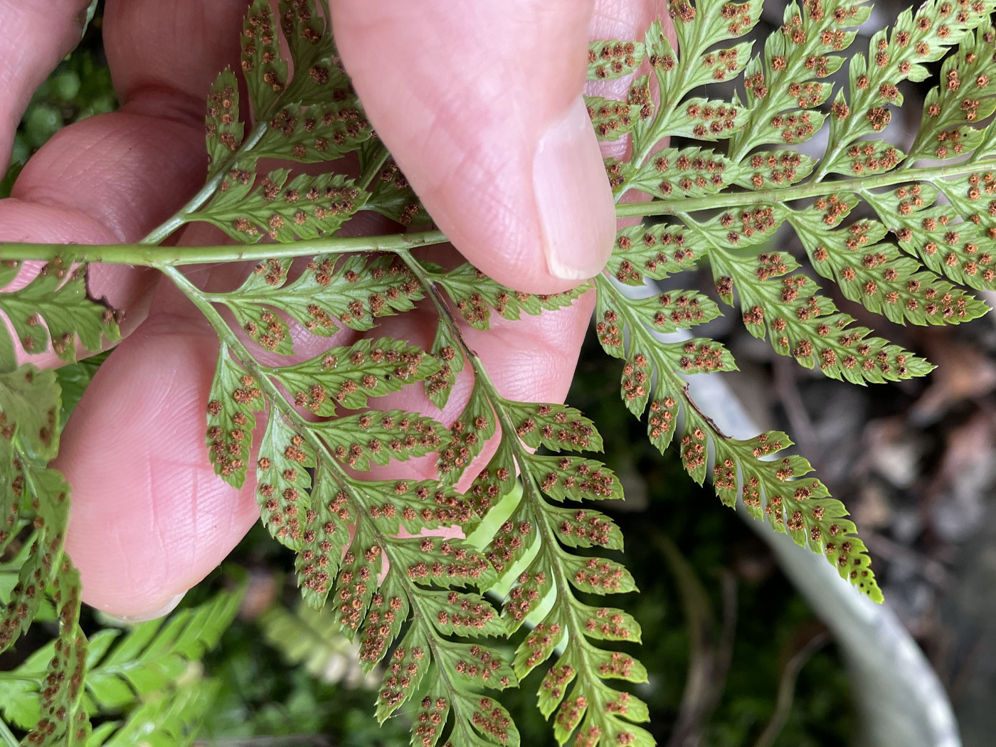 ツクシカナワラビ、胞子のう群は中間につく。2025年9月11日 西伊豆町栽培株 ツクシカナワラビ、胞子のう群は中間につく。2025年9月11日 西伊豆町栽培株