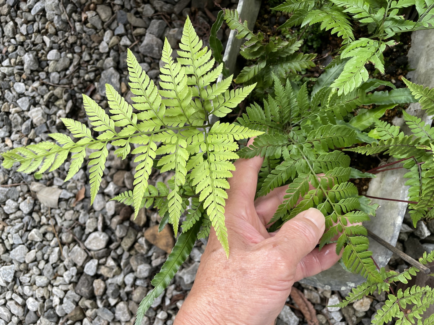 ツクシカナワラビ。2025年8月26日 西伊豆町栽培株 ツクシカナワラビ。2025年8月26日 西伊豆町栽培株