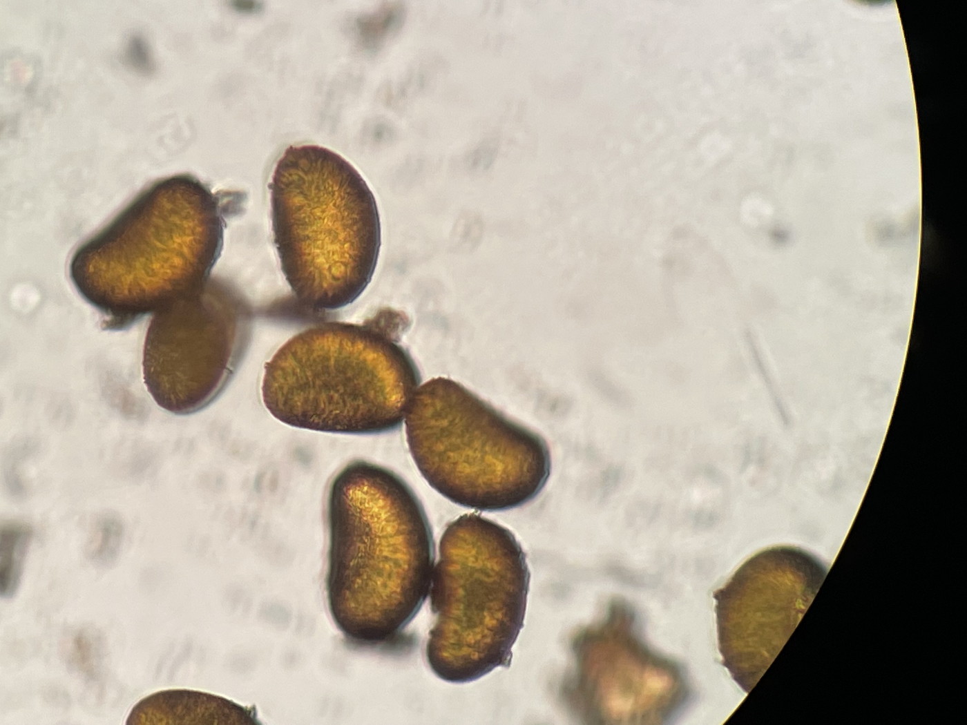 ヤマイヌワラビ、胞子上面。2022年7月22日 西沢渓谷 ヤマイヌワラビ、胞子上面。2022年7月22日 西沢渓谷