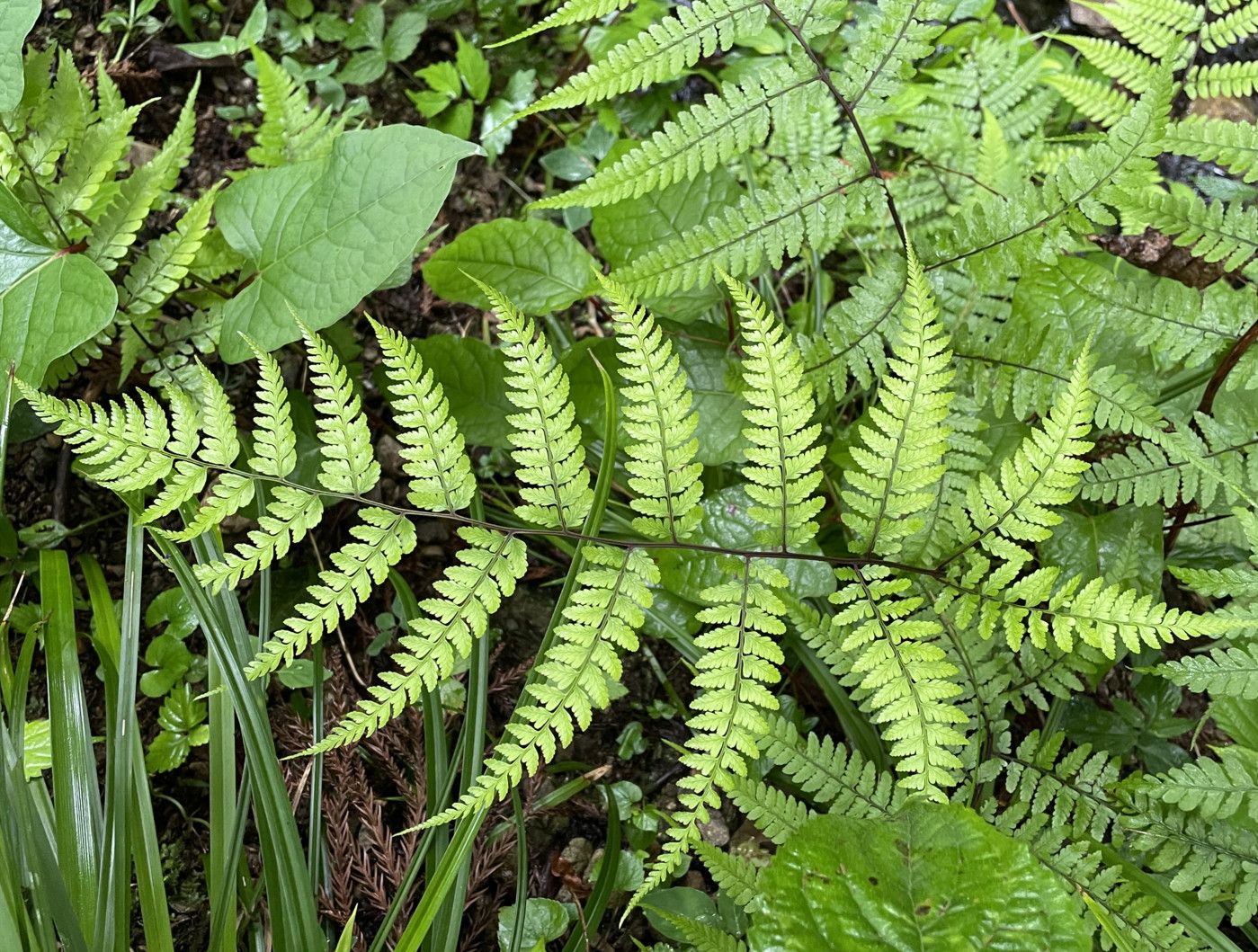 ヤマイヌワラビ、葉身。2022年7月22日 西沢渓谷 ヤマイヌワラビ、葉身。2022年7月22日 西沢渓谷