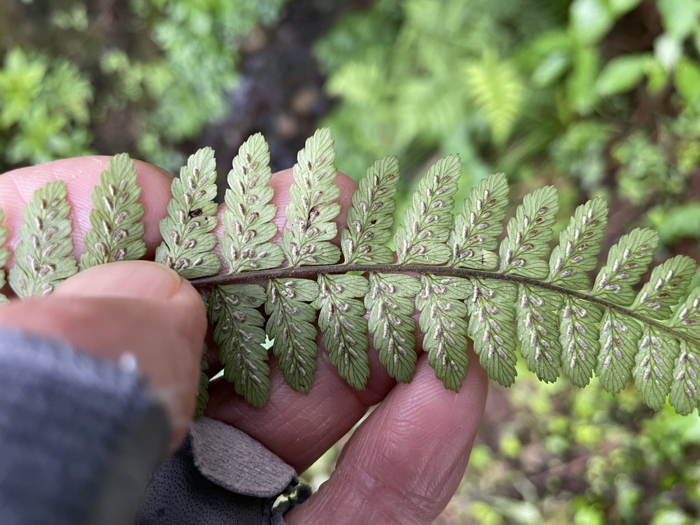 ヤマイヌワラビ、羽片裏側。2022年7月22日 西沢渓谷 ヤマイヌワラビ、羽片裏側。2022年7月22日 西沢渓谷