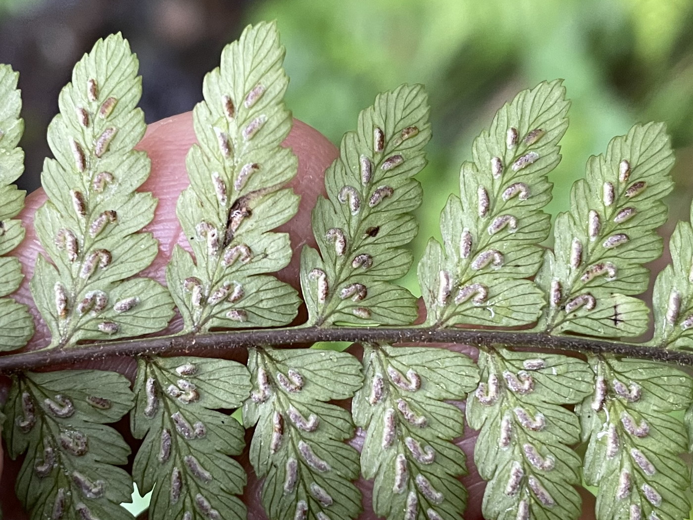 ヤマイヌワラビ、胞子のう群。2022年7月22日 西沢渓谷 ヤマイヌワラビ、胞子のう群。2022年7月22日 西沢渓谷