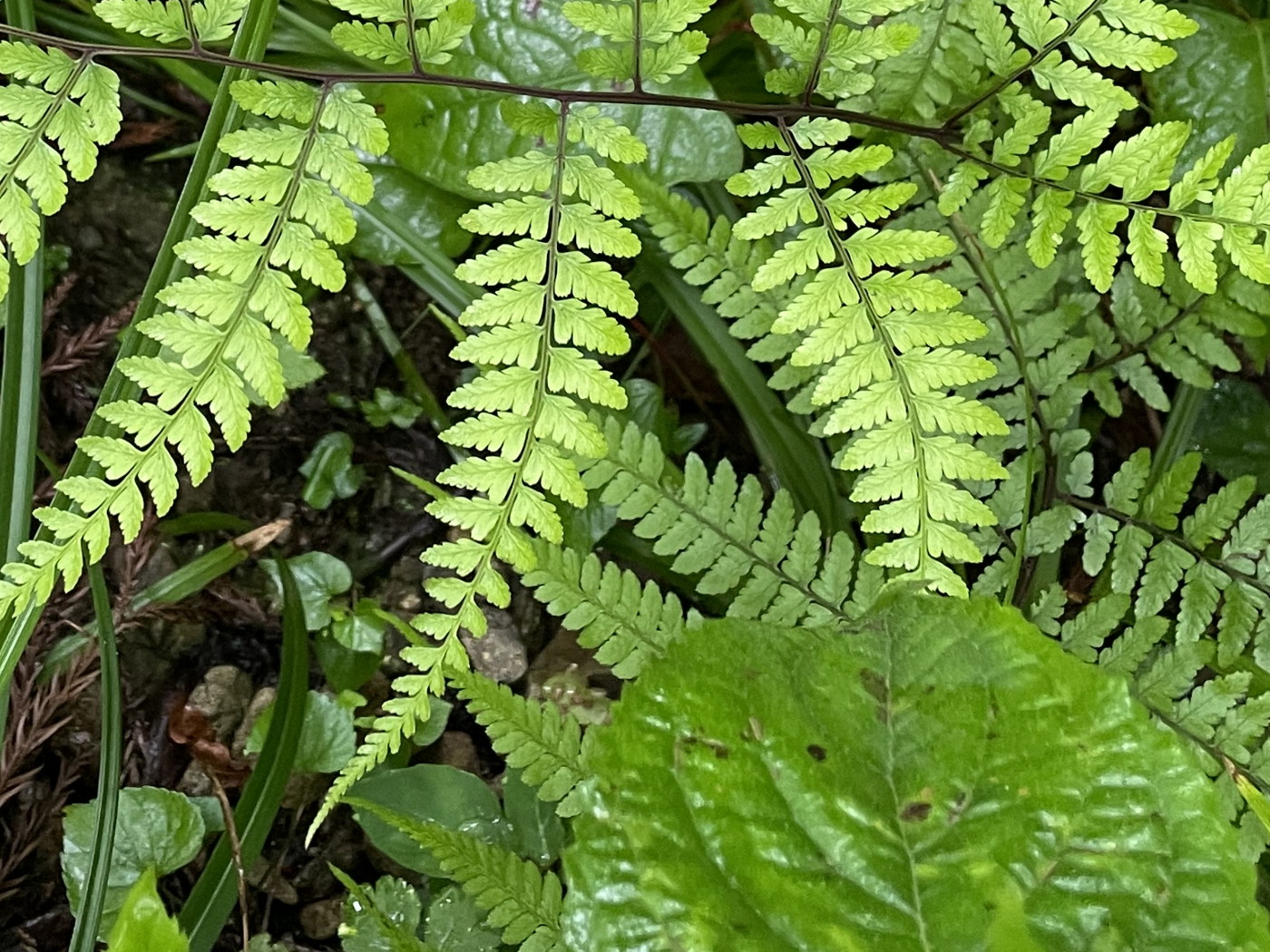 ヤマイヌワラビ、羽片。2022年7月22日 西沢渓谷 ヤマイヌワラビ、羽片。2022年7月22日 西沢渓谷