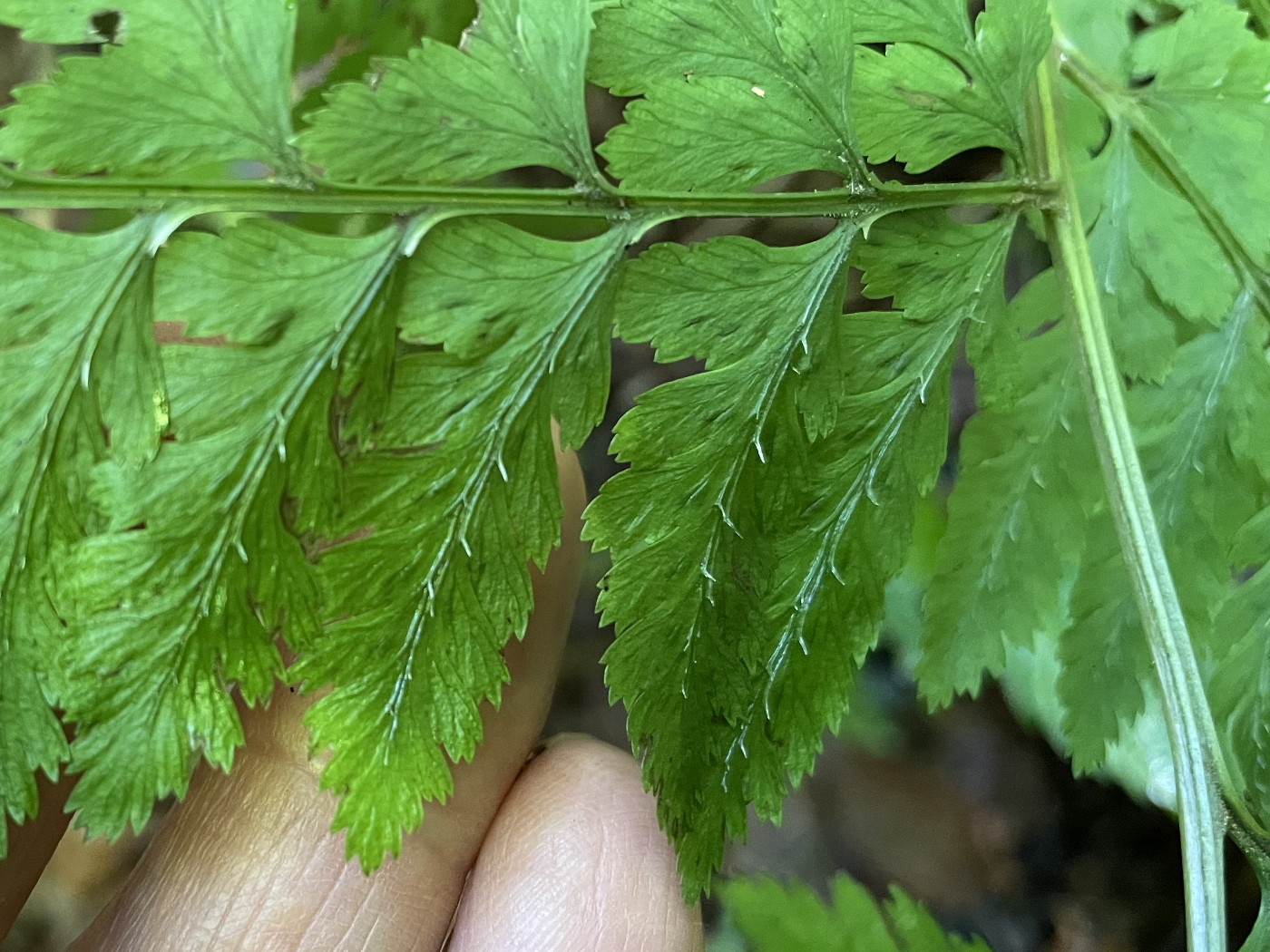 大形のヤマイヌワラビ(小羽軸有棘)、小羽軸上の棘。2022年7月22日 西沢渓谷 大形のヤマイヌワラビ(小羽軸有棘)、小羽軸上の棘。2022年7月22日 西沢渓谷