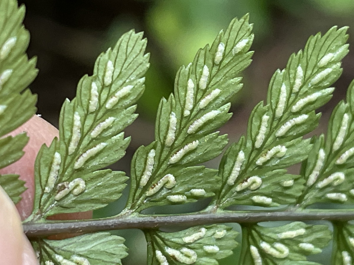 ヤマイヌワラビ、羽軸は無毛、胞子嚢群には少し鈎型が混ざる。2021年6月26日 箱根 畑宿 ヤマイヌワラビ、羽軸は無毛、胞子嚢群には少し鈎型が混ざる。2021年6月26日 箱根 畑宿