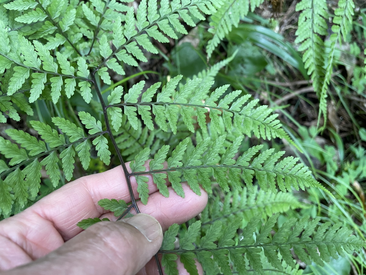 羽片に短柄があるヤマイヌワラビ。2021年6月26日 箱根 畑宿 羽片に短柄があるヤマイヌワラビ。2021年6月26日 箱根 畑宿