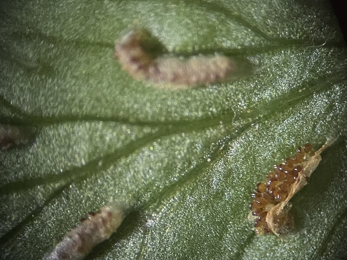 大形のヤマイヌワラビ(小羽軸有棘)、胞子のう群。2022年7月22日 西沢渓谷 大形のヤマイヌワラビ(小羽軸有棘)、胞子のう群。2022年7月22日 西沢渓谷