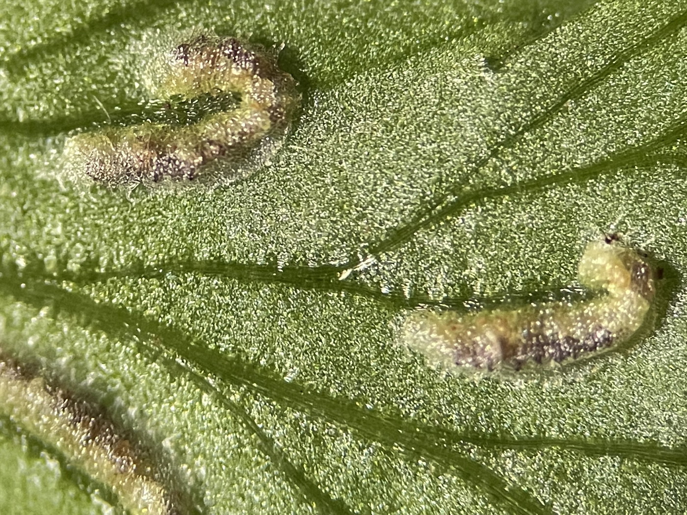 大形のヤマイヌワラビ(小羽軸有棘)、胞子のう群は中肋寄りにつき包膜の辺縁は多少ほつれる。2022年7月22日 西沢渓谷 大形のヤマイヌワラビ(小羽軸有棘)、胞子のう群は中肋寄りにつき包膜の辺縁は多少ほつれる。2022年7月22日 西沢渓谷